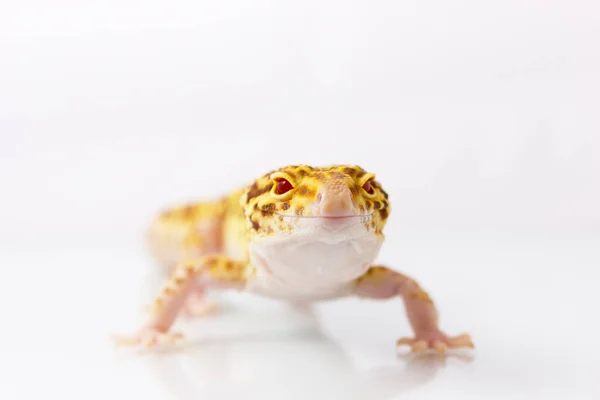 Gecko leopardo laranja andando e olhando para a câmera na parte traseira branca — Fotografia de Stock