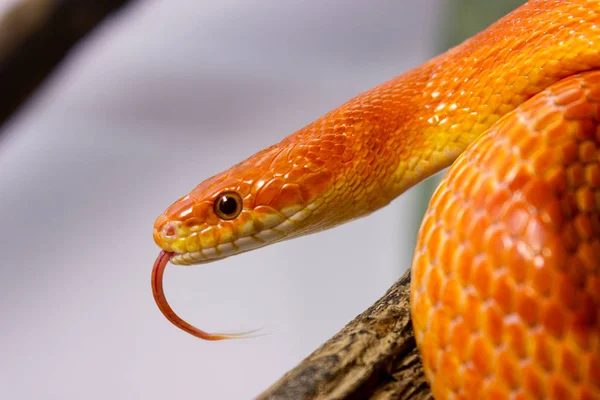 Orange corn snake crawling on a branch and sticking out it`s ton — Stock Photo, Image
