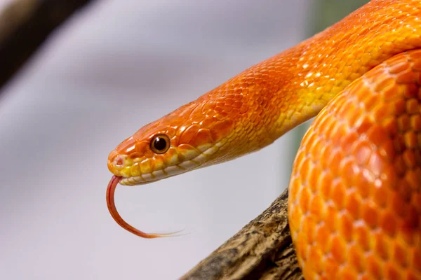 Naranja serpiente de maíz arrastrándose en una rama y sobresaliendo es toneladas —  Fotos de Stock