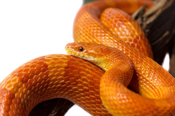 Orange corn snake crawling on a branch and looking forward on wh — Stock Photo, Image