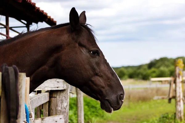 Retrato de caballo marrón permaneciendo en establo al aire libre en verano, clo — Foto de Stock