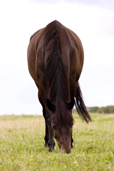 Cavallo bruno che pascola su un pascolo durante il giorno estivo — Foto Stock