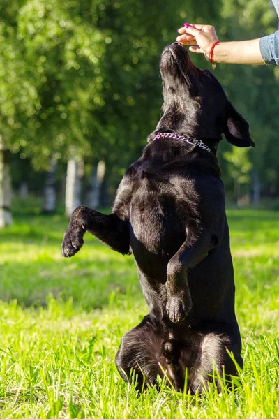 Siyah labrador retriever yürütmek komut hizmet üzerinde bulanık gr
