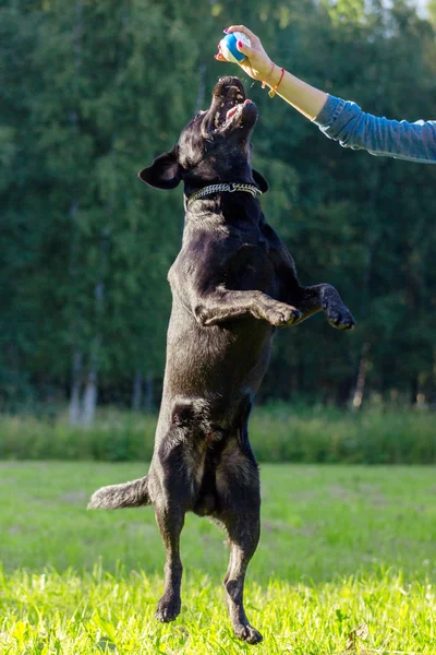 Labrador preto retriever — Fotografia de Stock