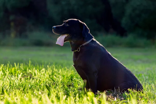 Sort labrador retriever udføre kommandoen sidde på sløret grådighed - Stock-foto