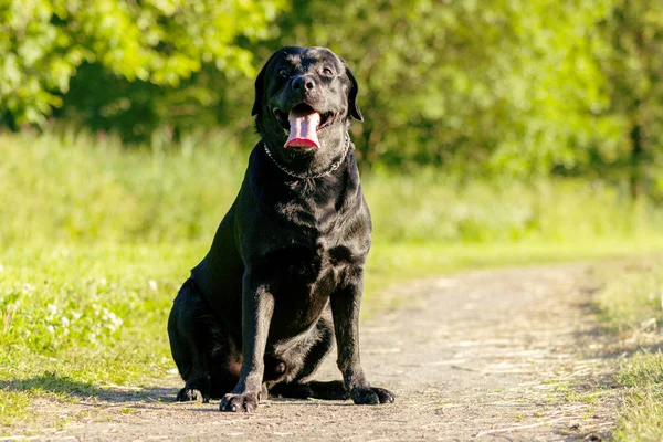 Siyah labrador retriever yürütmek komut sit yolu üzerinde