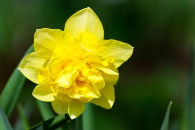 Bir sarı nergis SU'da bahçede yeşil arka plan bulanık