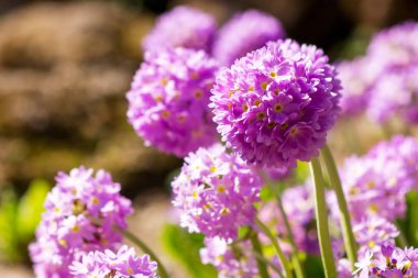 Pembe dekoratif soğana bulanık yeşil arka plan Bahçe: s