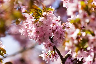 Sakura, pembe arka plan bulanık bir çiçek şube