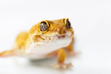 Turuncu leopar gecko yürüyüş ve üzerinde beyaz backgr dört gözle