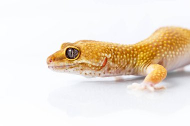 Turuncu leopar gecko yürüyüş ve üzerinde beyaz backgr dört gözle