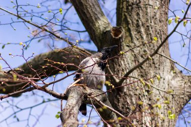 Eski karga ağaçta oturuyor ve güneşli bir günde ileri bakıyor