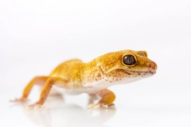 Turuncu leopar gecko yürüyüş ve üzerinde beyaz backgr dört gözle
