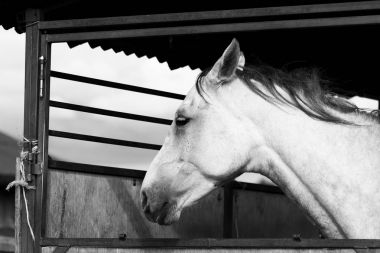 Beyaz atının portre