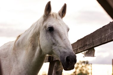Gri atı yaz gününde bir mera üzerinde otlatma