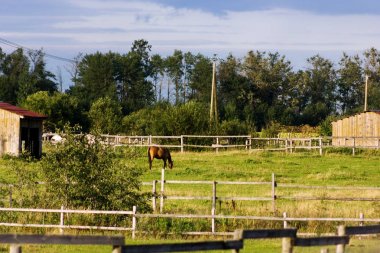 Yaz aylarında paddok içinde kestane at otlama