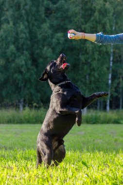 Siyah labrador retriever yürütmek komut dans üzerinde yeşil arka plan bulanık