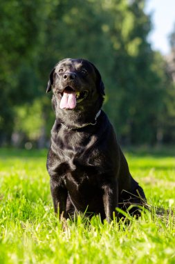 Genç Siyah labrador dilini ve f arıyorsunuz geri almak
