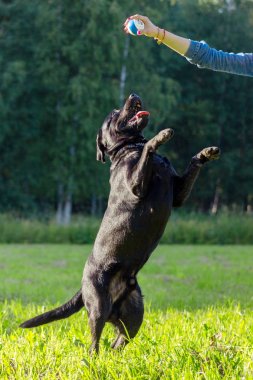 Siyah labrador retriever yürütmek komut dans üzerinde yeşil arka plan bulanık