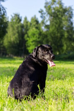 Genç Siyah labrador dilini ve f arıyorsunuz geri almak