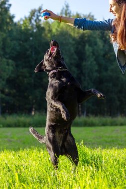 Bu ana bulanık yeşil zemin üzerine Siyah labrador geri almak yürütmek komut dans