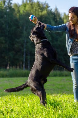 Bu ana bulanık yeşil zemin üzerine Siyah labrador geri almak yürütmek komut dans