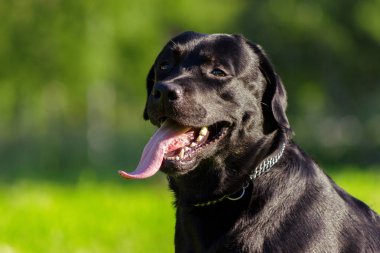 Genç Siyah labrador dilini ve f arıyorsunuz geri almak