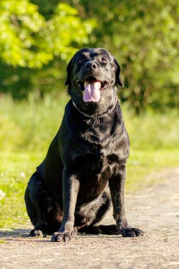 Siyah labrador retriever yürütmek komut sit yolu üzerinde