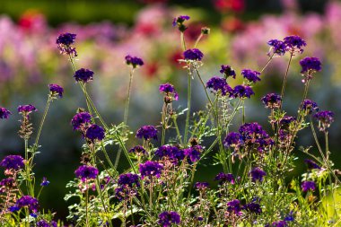 Çiçek açan çiçekler makro