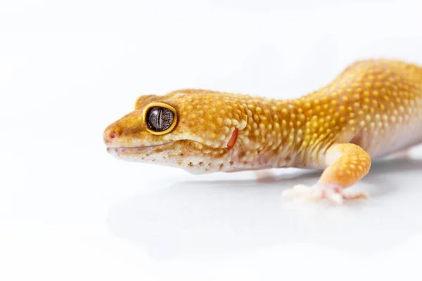Gecko leopardo laranja andando e olhando para a frente no backgr branco — Fotografia de Stock