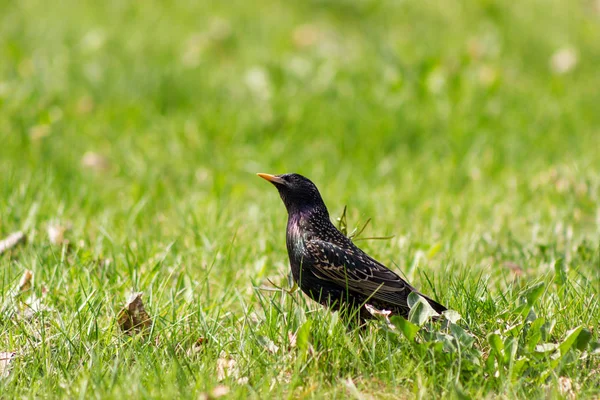 Iridescent starling walking on the grass and looking up at sunny — Stock Photo, Image