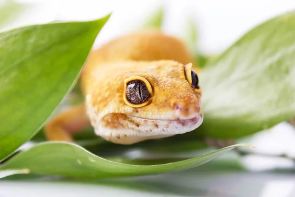 Gecko leopardo laranja andando e olhando para a frente em folhas verdes — Fotografia de Stock