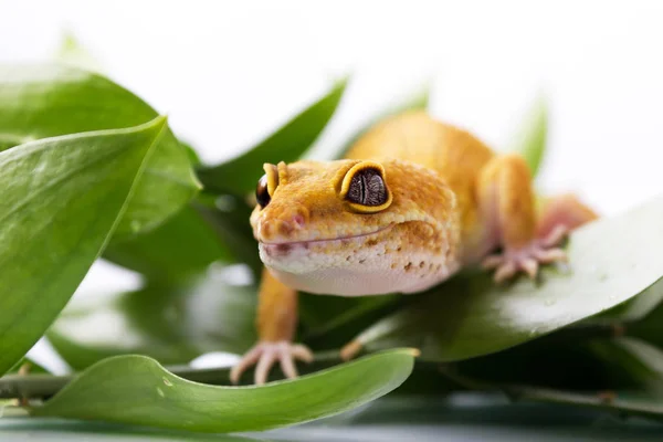 Gecko leopardo laranja andando e olhando para a frente em folhas verdes — Fotografia de Stock