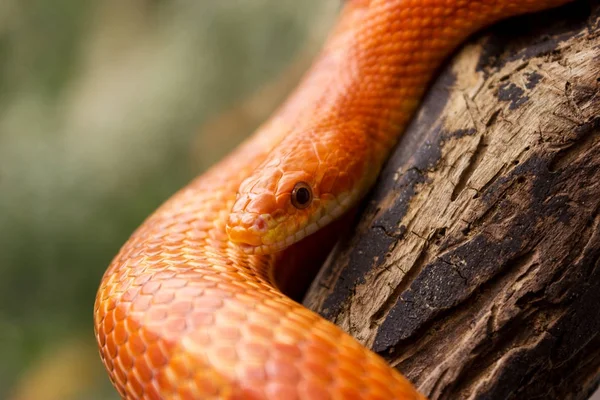 Oranje maïs slang kruipen op een tak en kijkt uit op de gr — Stockfoto