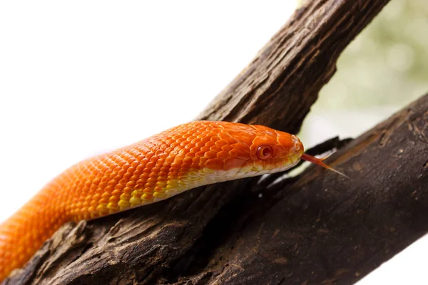 Naranja serpiente de maíz arrastrándose en una rama y mirando hacia adelante — Foto de Stock