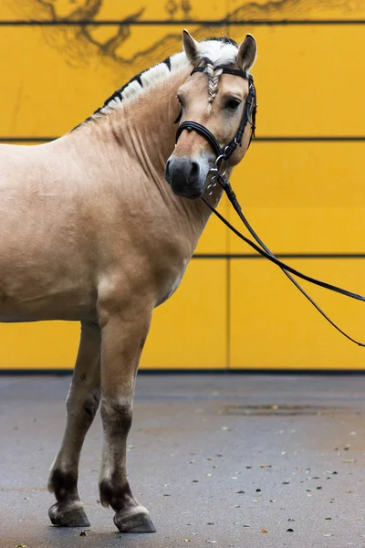 Noorse fjord man in hoofdstel blijven buiten — Stockfoto