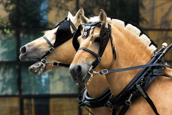 İki Norveççe fiyort erkeklerde açık kalan güneş gözlüğü