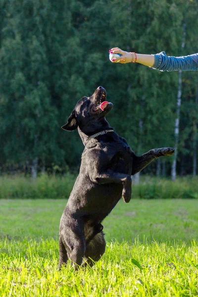 Siyah labrador retriever yürütmek komut dans üzerinde yeşil arka plan bulanık
