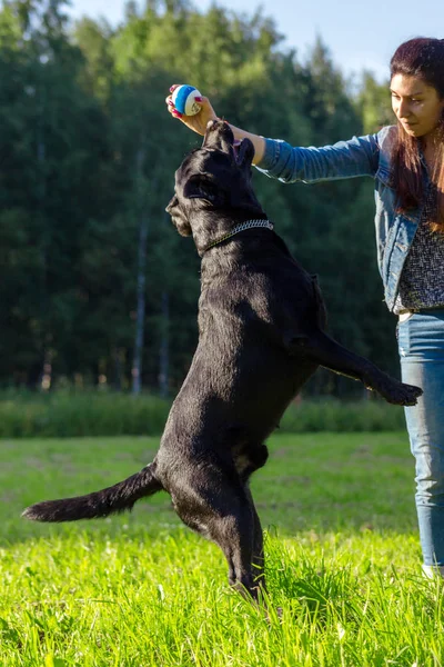 Bu ana bulanık yeşil zemin üzerine Siyah labrador geri almak yürütmek komut dans