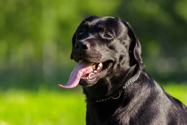 Genç Siyah labrador dilini ve f arıyorsunuz geri almak