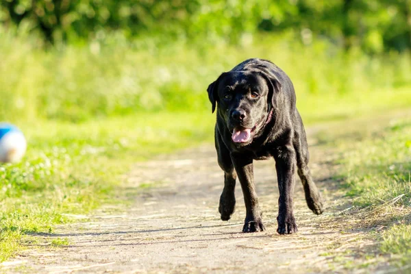Black Labrador retriever executar a busca de comando no caminho — Fotografia de Stock