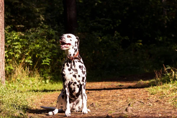 Dalmatien en forêt — Photo