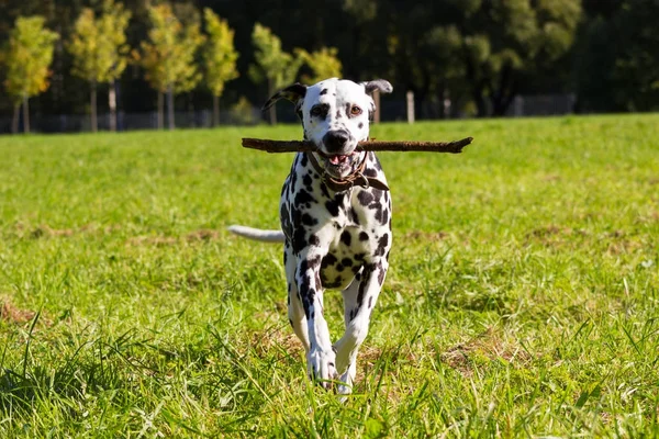 Dalmatien en forêt — Photo