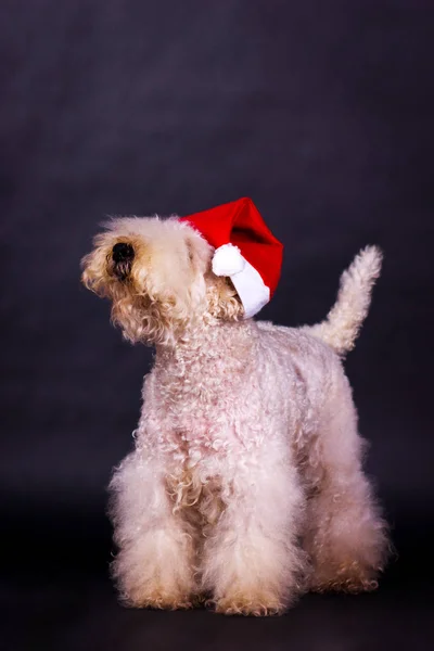 Irlandês macio revestido wheaten terrier — Fotografia de Stock