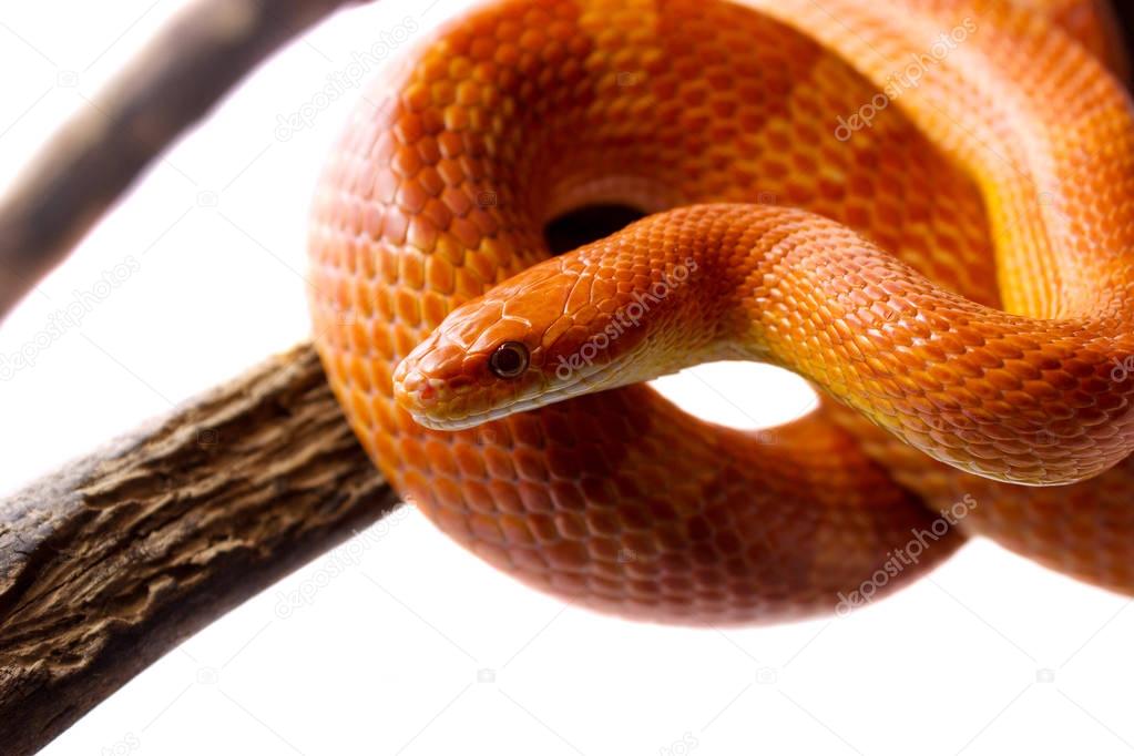Orange corn snake crawling on a branch and looking forward on wh