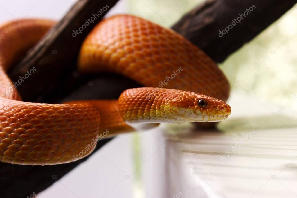 Orange corn snake crawling on a branch and looking forward 