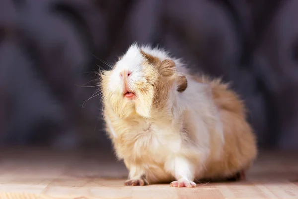 Cute guinea pig — Stock Photo, Image