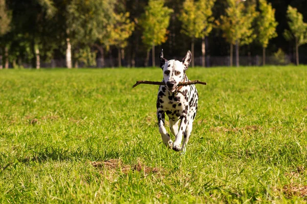 Dalmatien en forêt — Photo