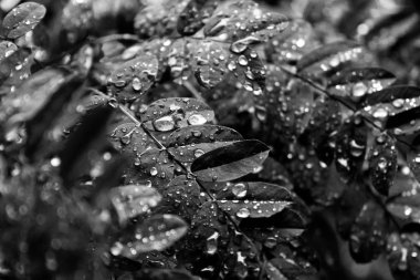 Damla yeşillik üzerinde