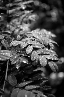 Damla yeşillik üzerinde